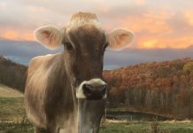 Dairy Farming On The Decline In Beaver County: “You have to have it in your blood”
