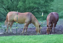Laid Off From Pandemic, Horse Rider Hit By Reckless Driver In Rochester Twp